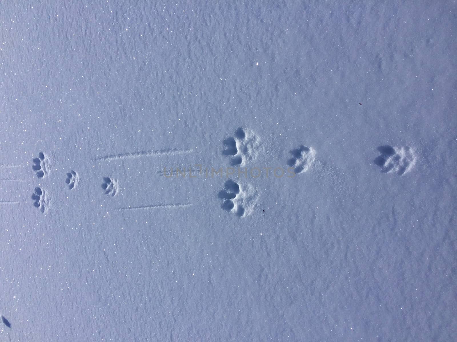 Tracks from a hare in the snow