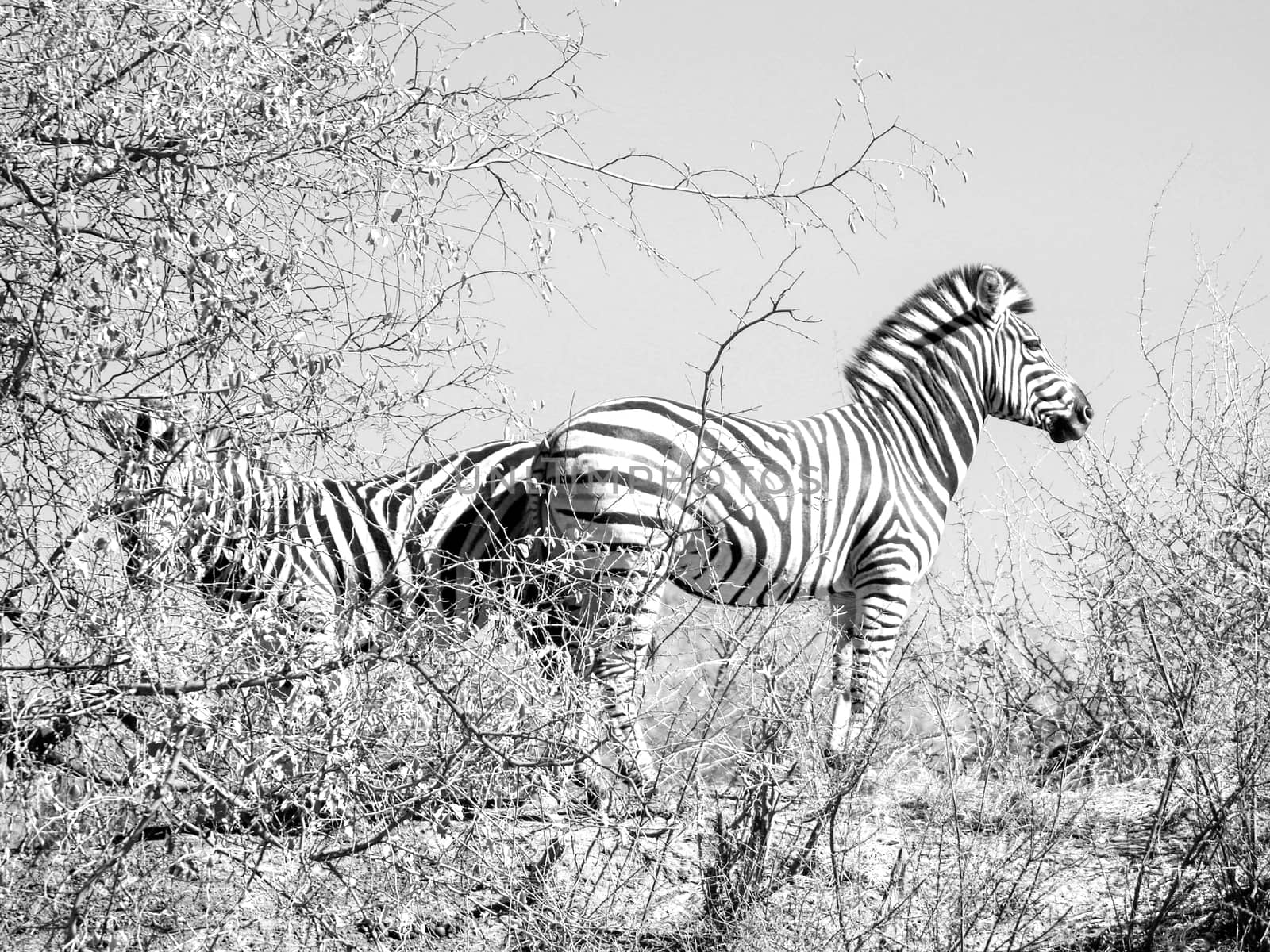 Two zebra standing back to back in sparce African bush their stripes meeting
