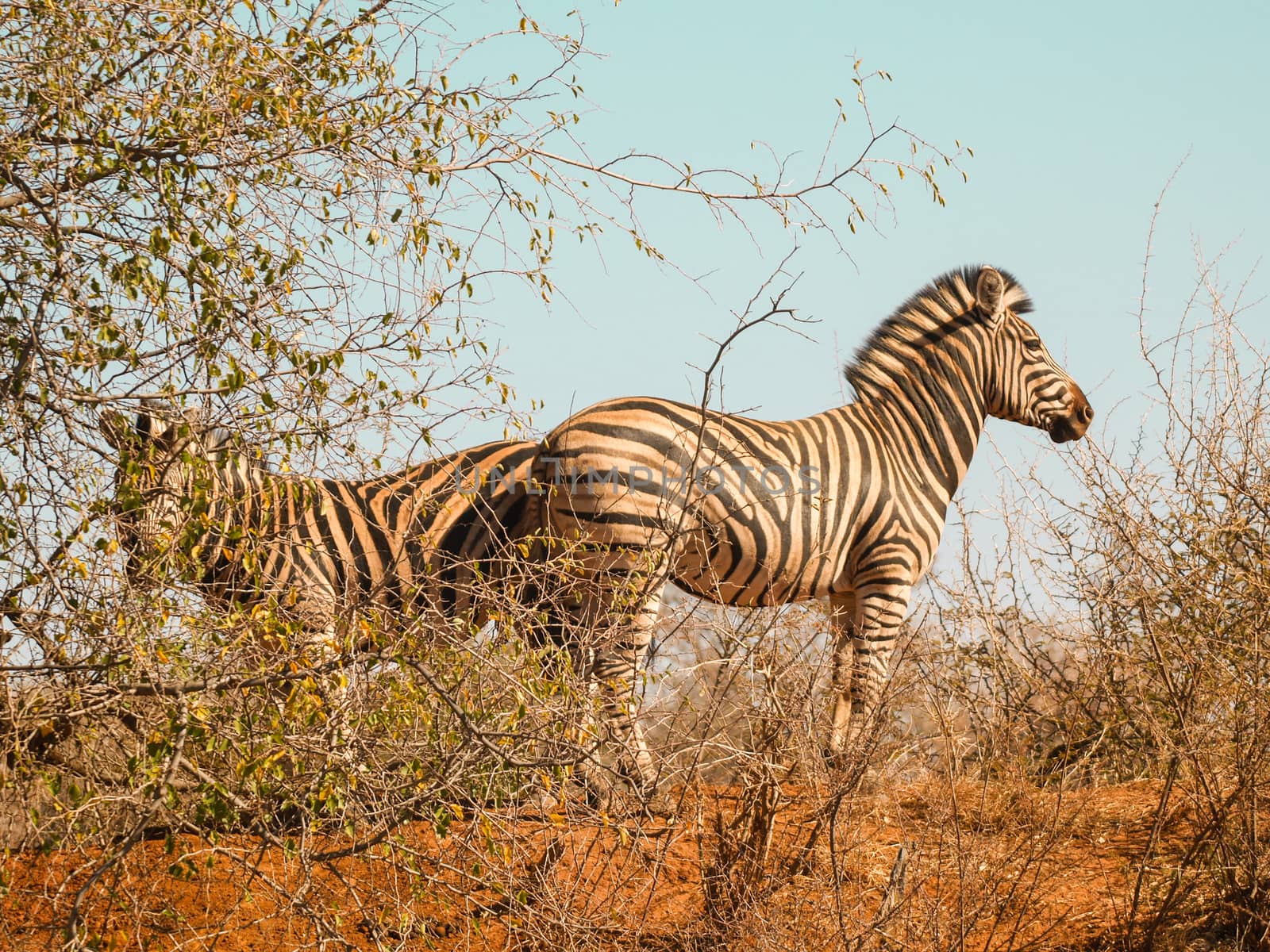 Two zebra standing back to back in sparce African bush their str by brians101