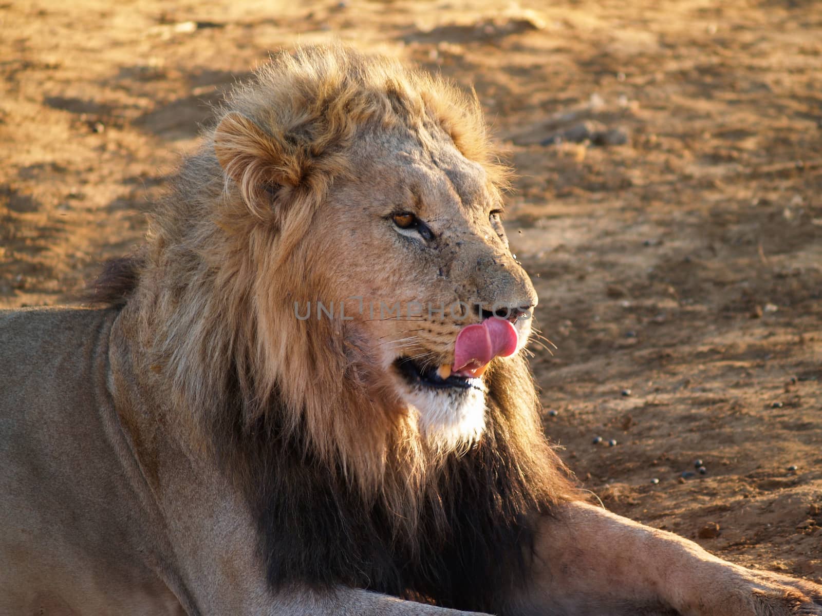 Leisurely lion sitting licking his face looking straight ahead i by brians101