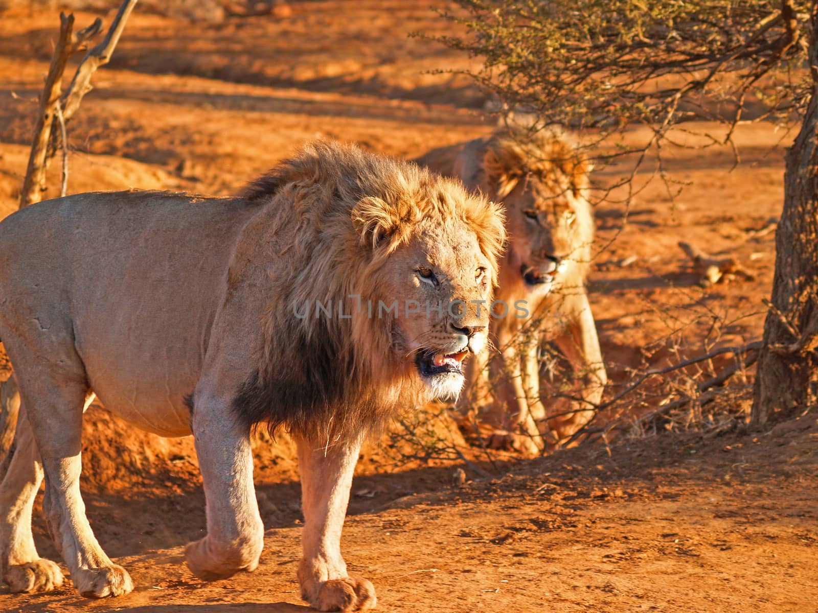 Two leisurely male lions walking together in heat of African day