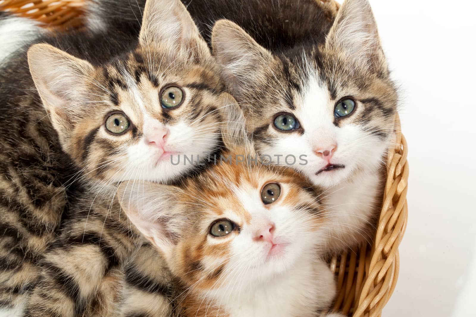 Studio shot of three young kittens lying in the basket