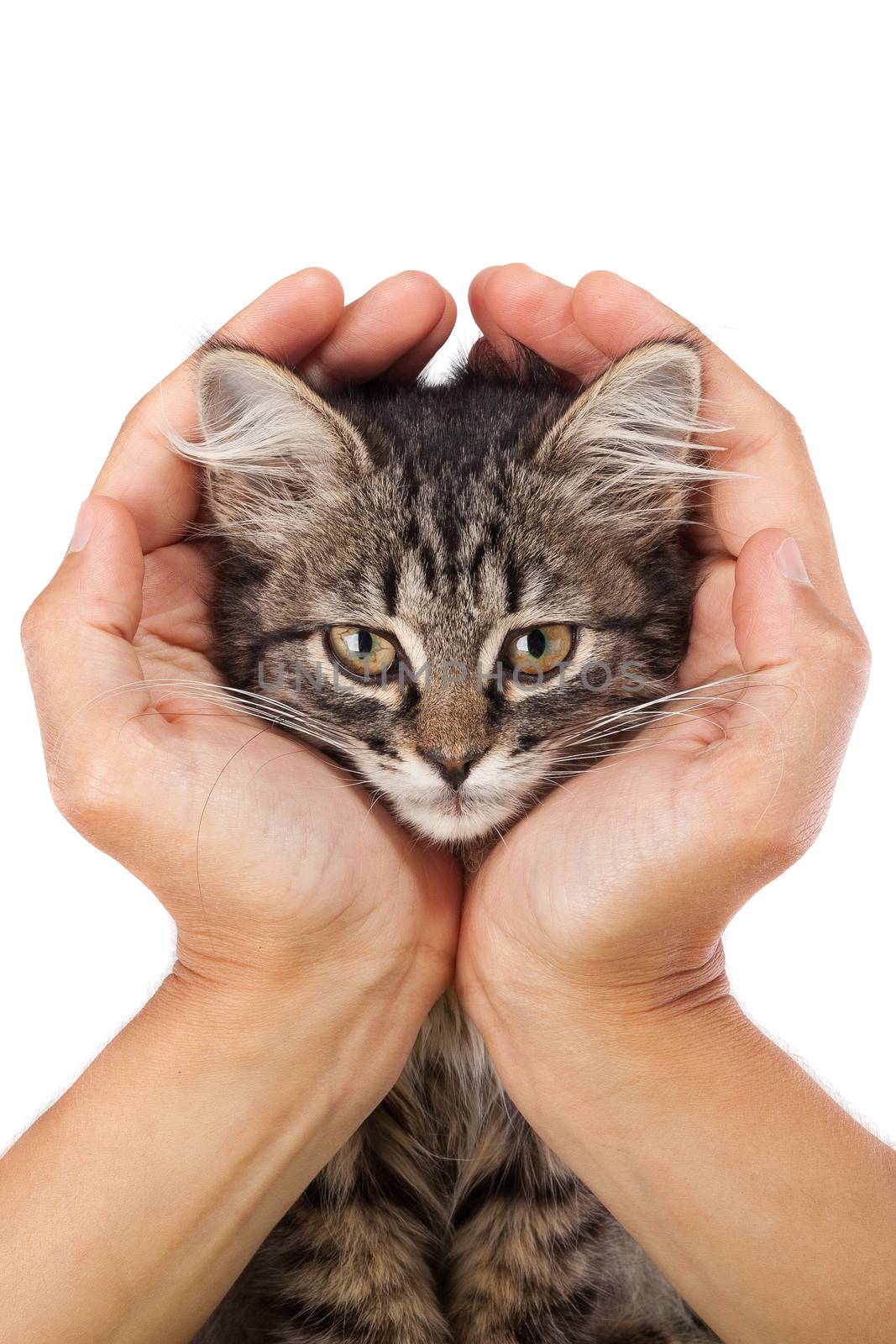 Studio shot of adorable young kitten lies in the hands