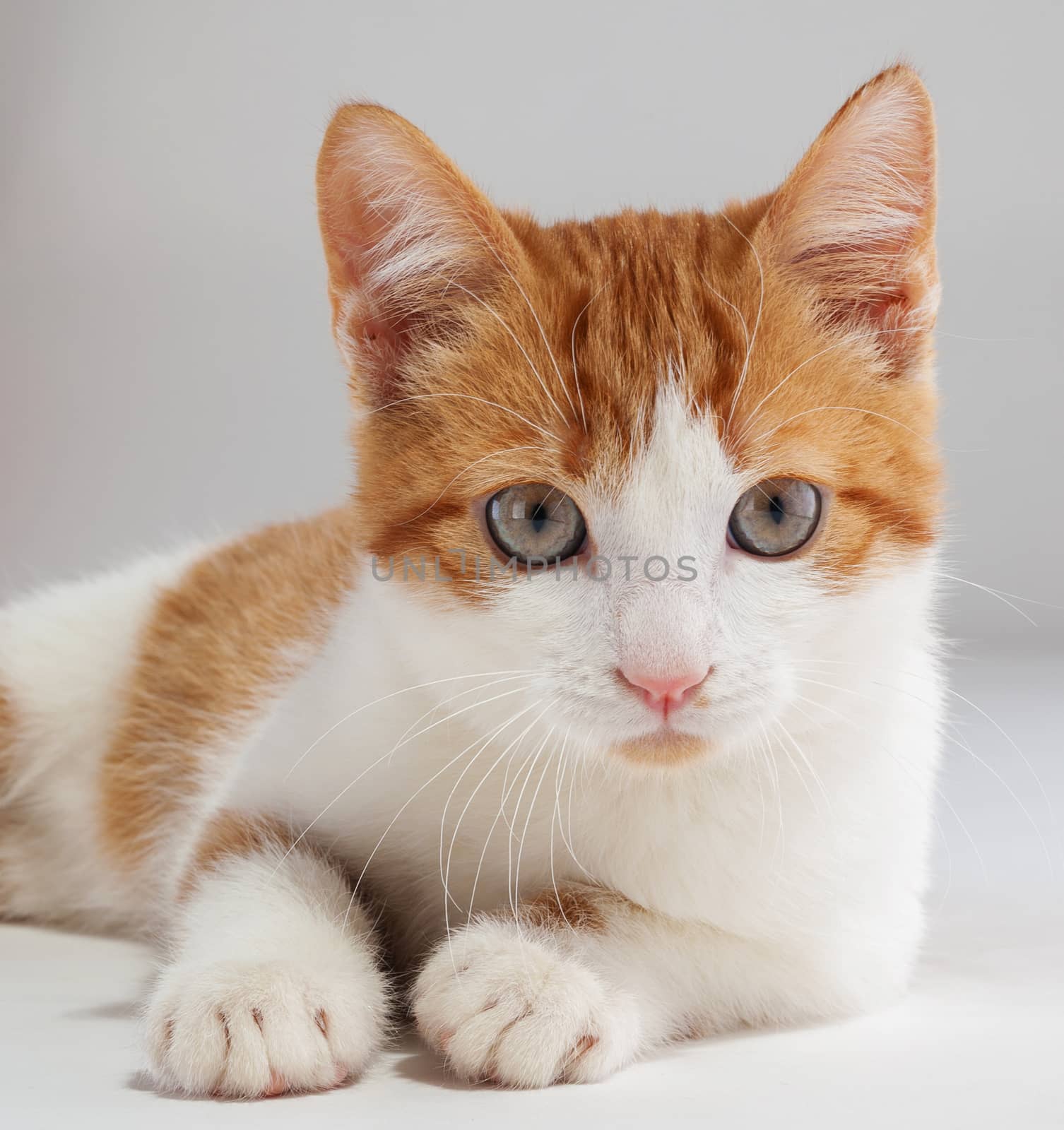 Studio shot of adorable young red kitten sits