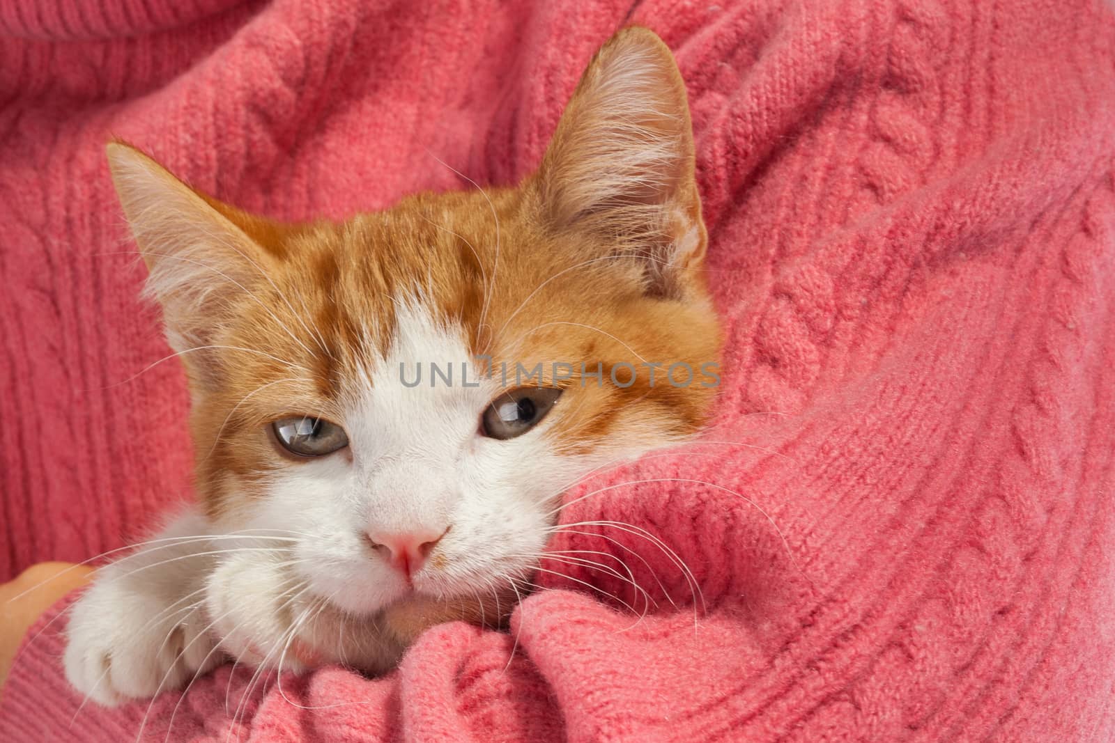 Studio shot of adorable young kitten sits in the hands