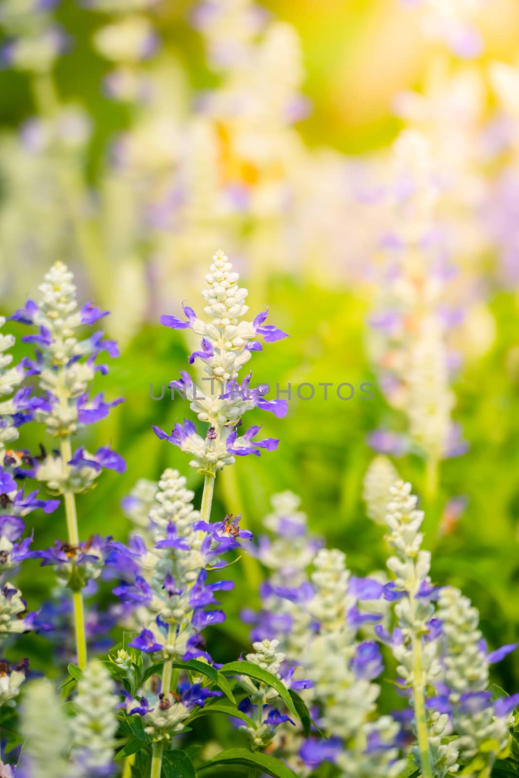 The background image of the colorful flowers, background nature