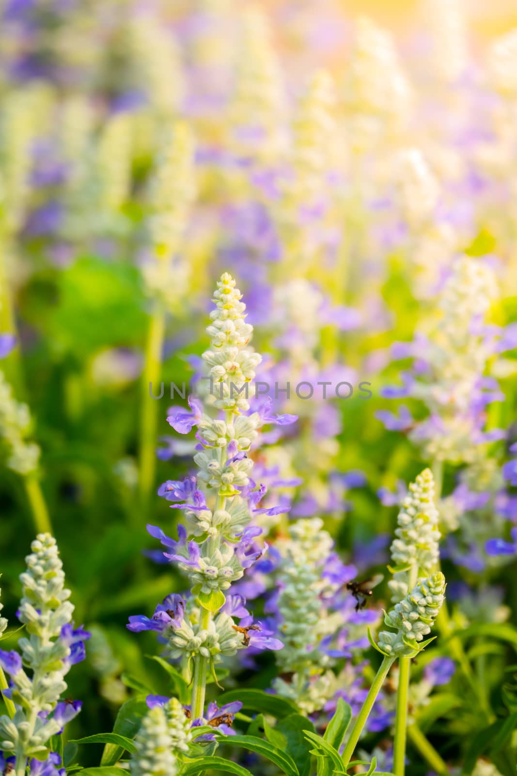 The background image of the colorful flowers by teerawit