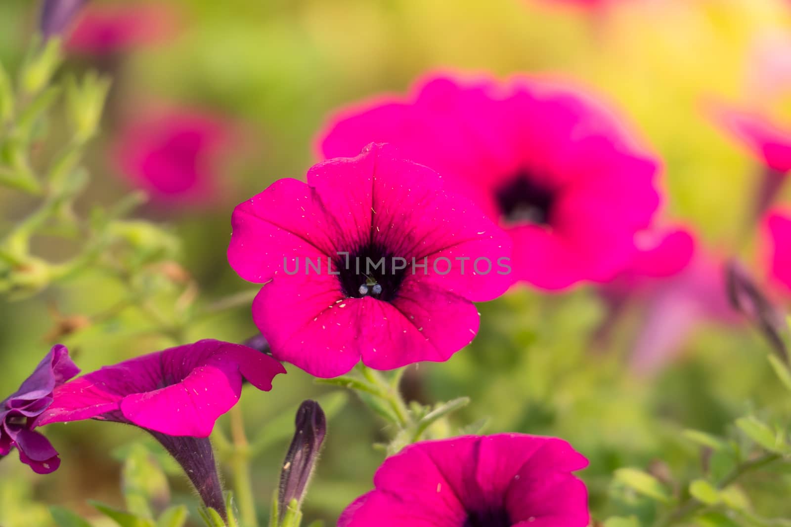 The background image of the colorful flowers by teerawit