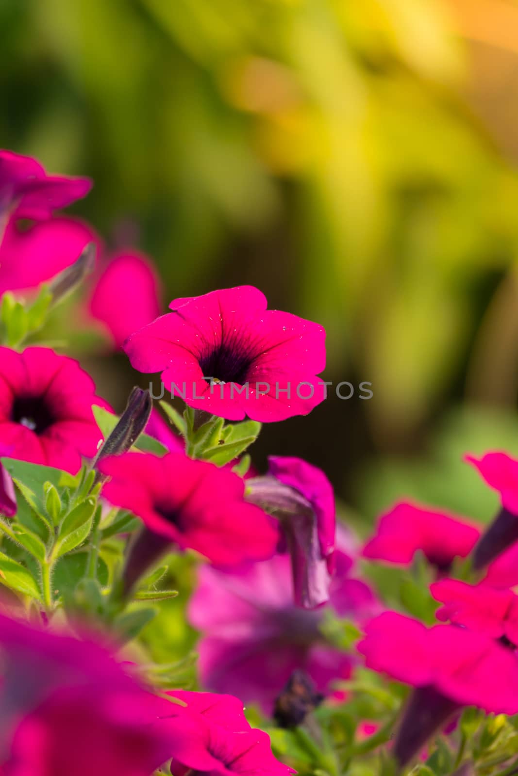 The background image of the colorful flowers by teerawit