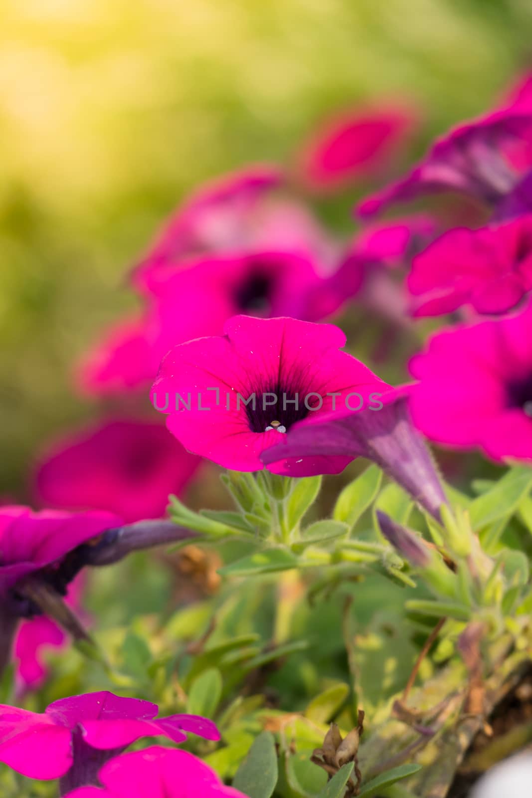 The background image of the colorful flowers, background nature