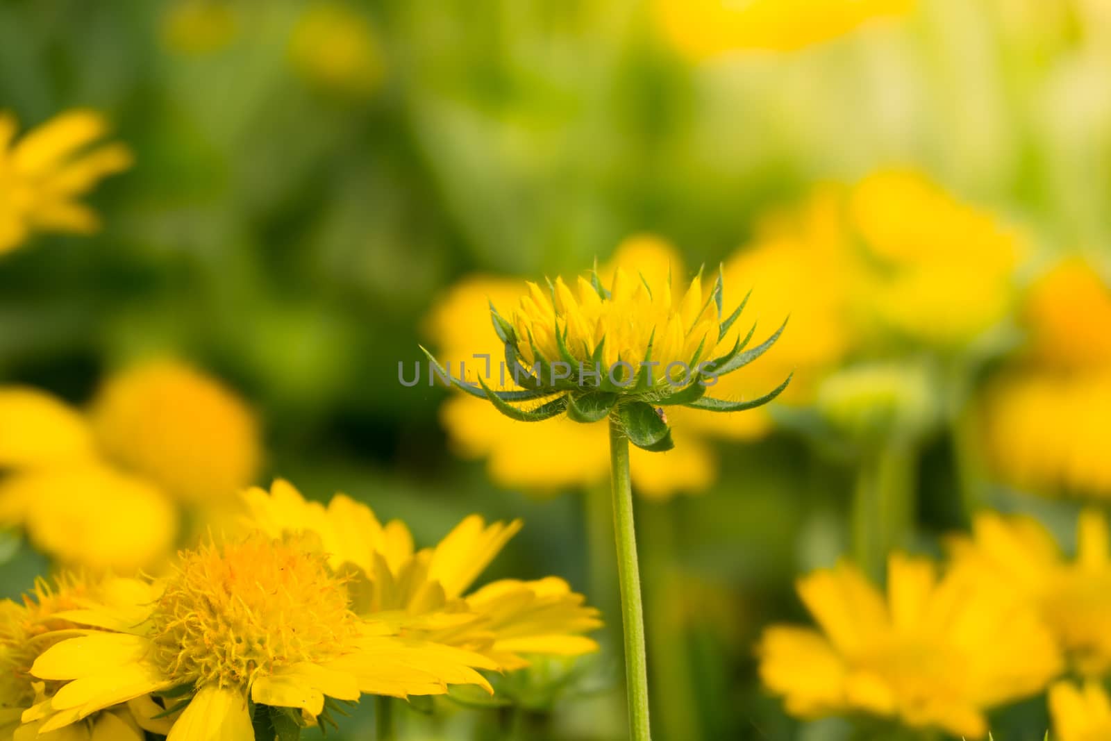 The background image of the colorful flowers by teerawit