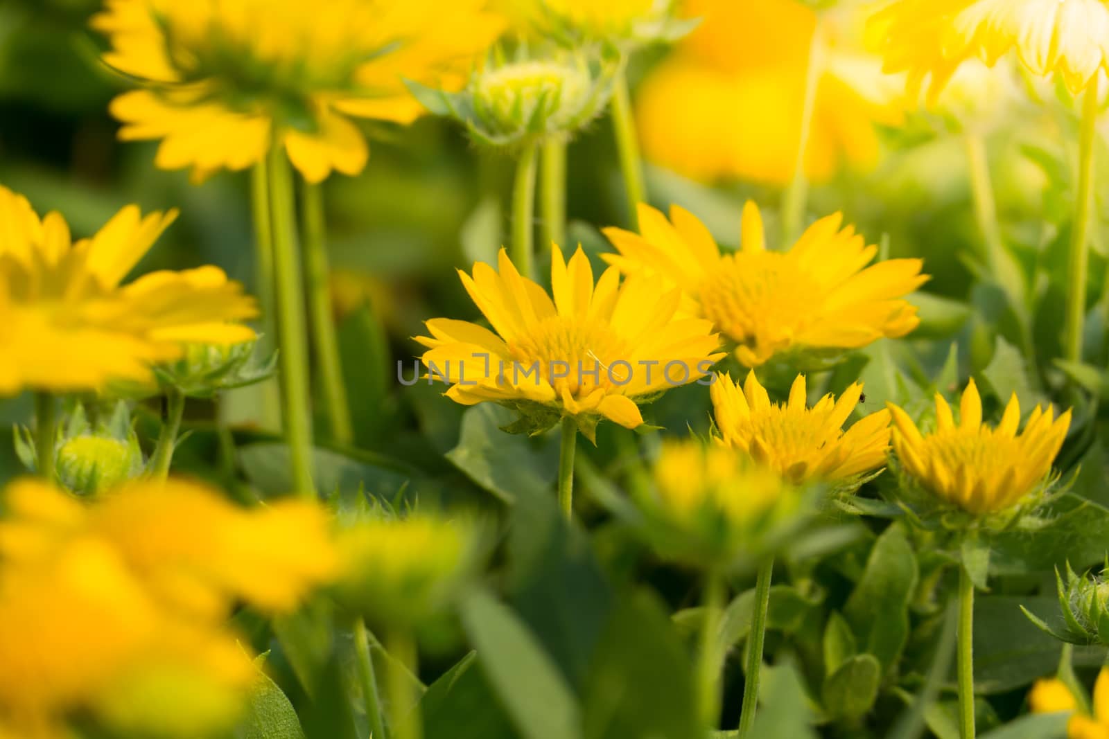 The background image of the colorful flowers by teerawit