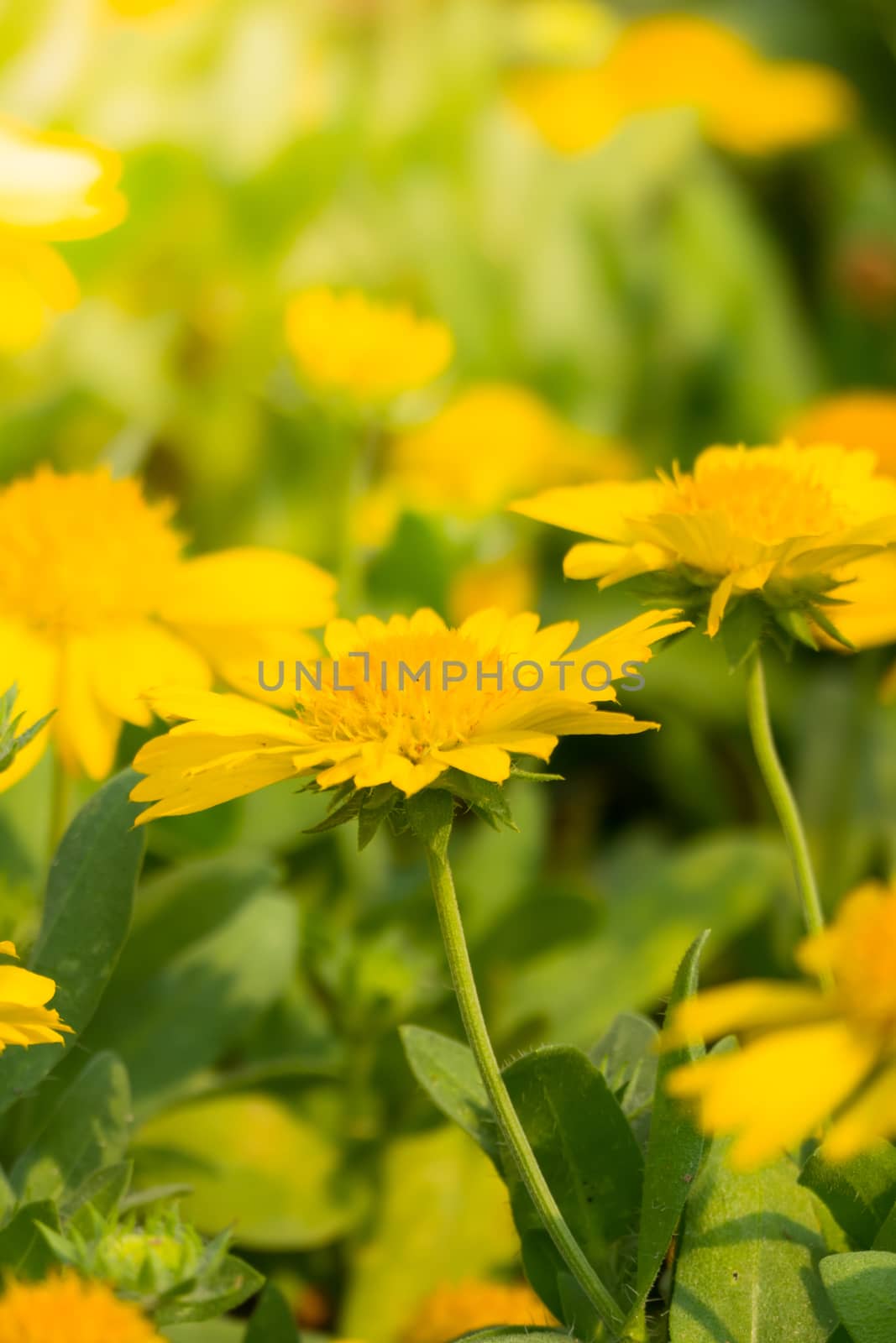 The background image of the colorful flowers, background nature