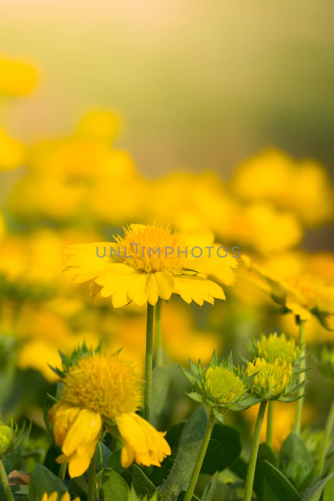 The background image of the colorful flowers by teerawit