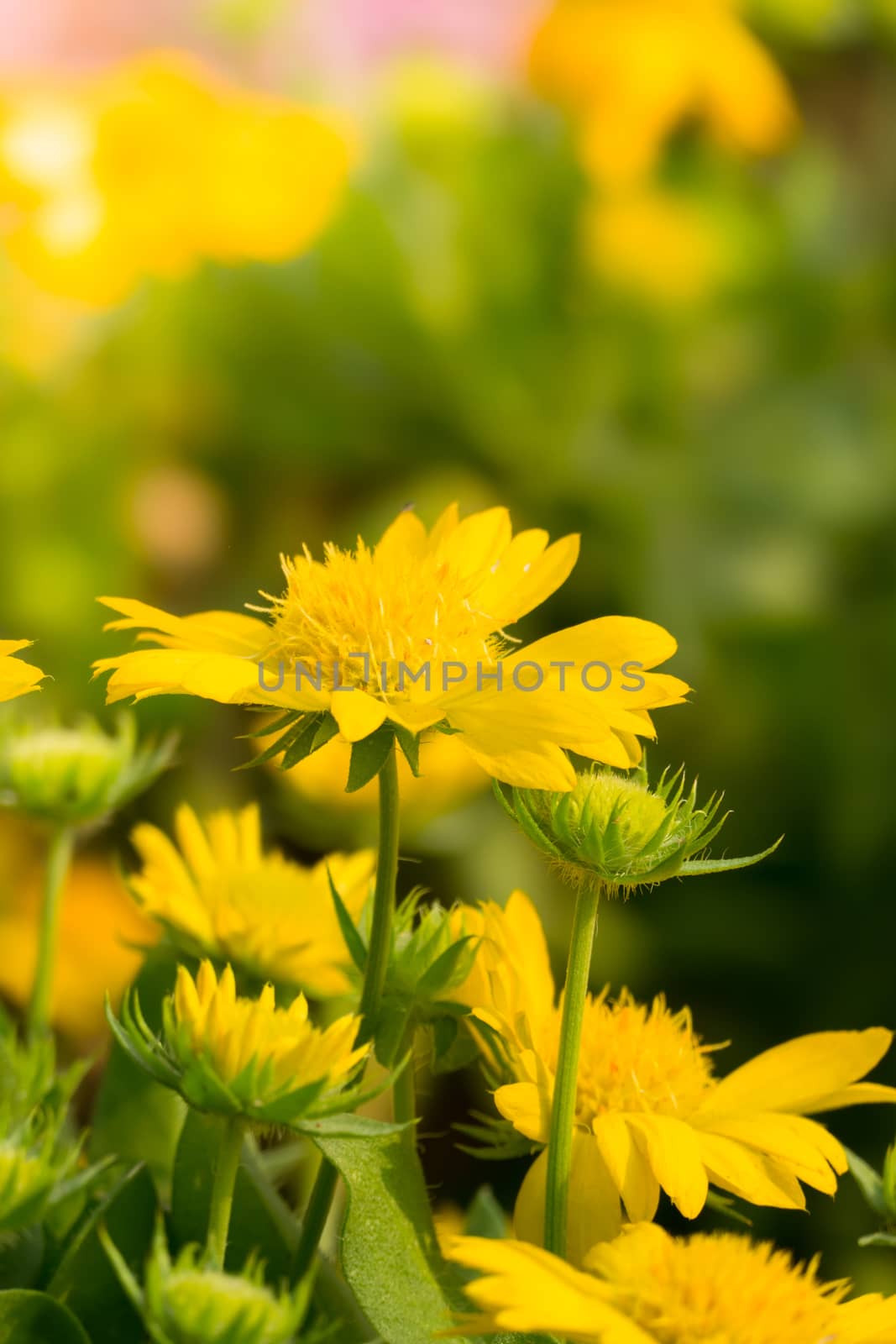 The background image of the colorful flowers, background nature