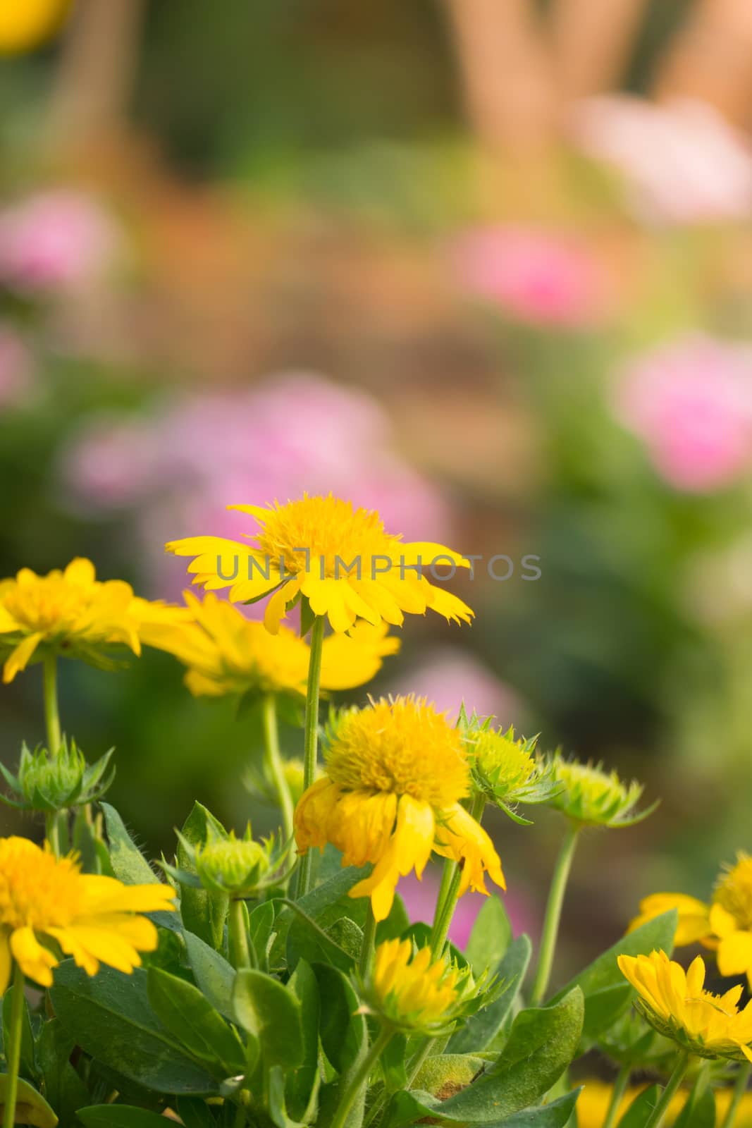 The background image of the colorful flowers, background nature