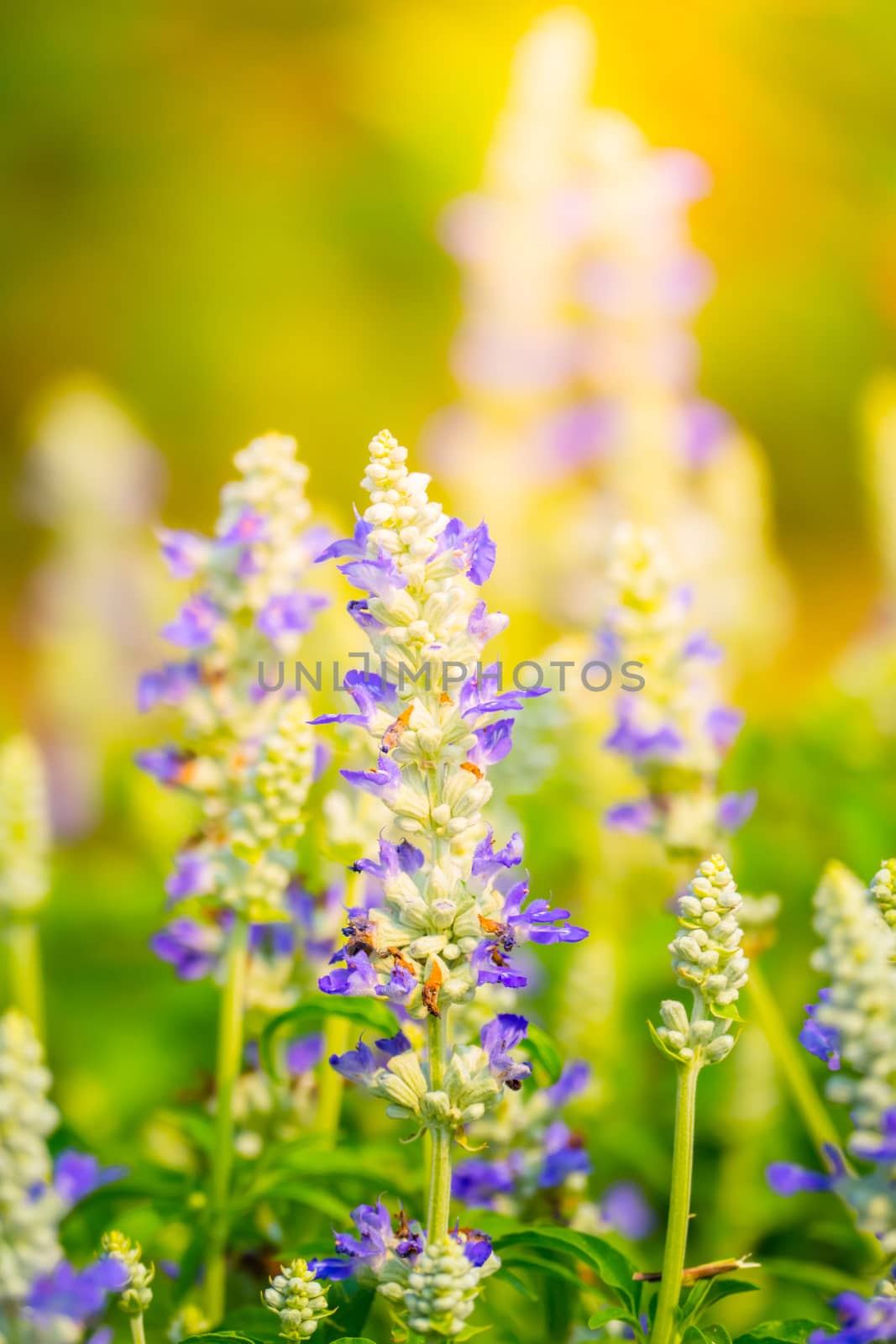 The background image of the colorful flowers by teerawit