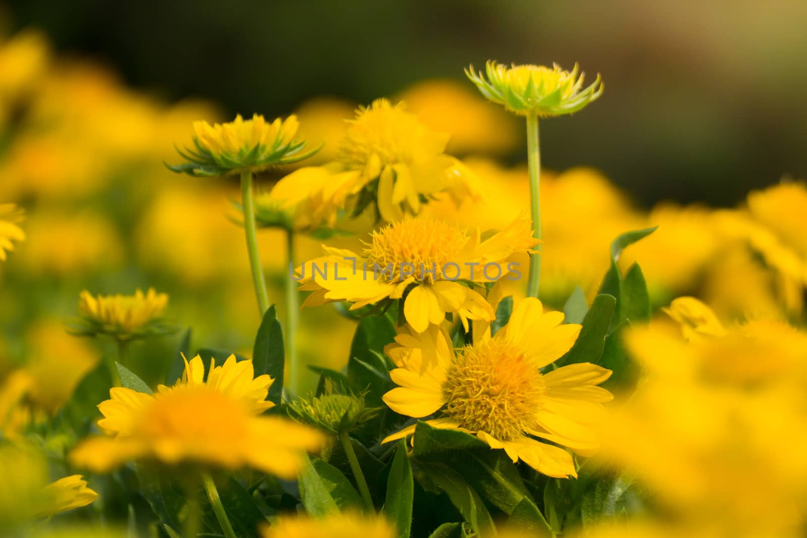 The background image of the colorful flowers, background nature