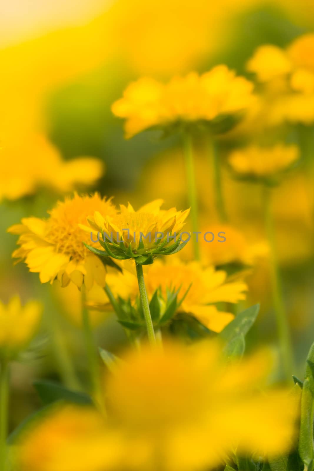 The background image of the colorful flowers, background nature