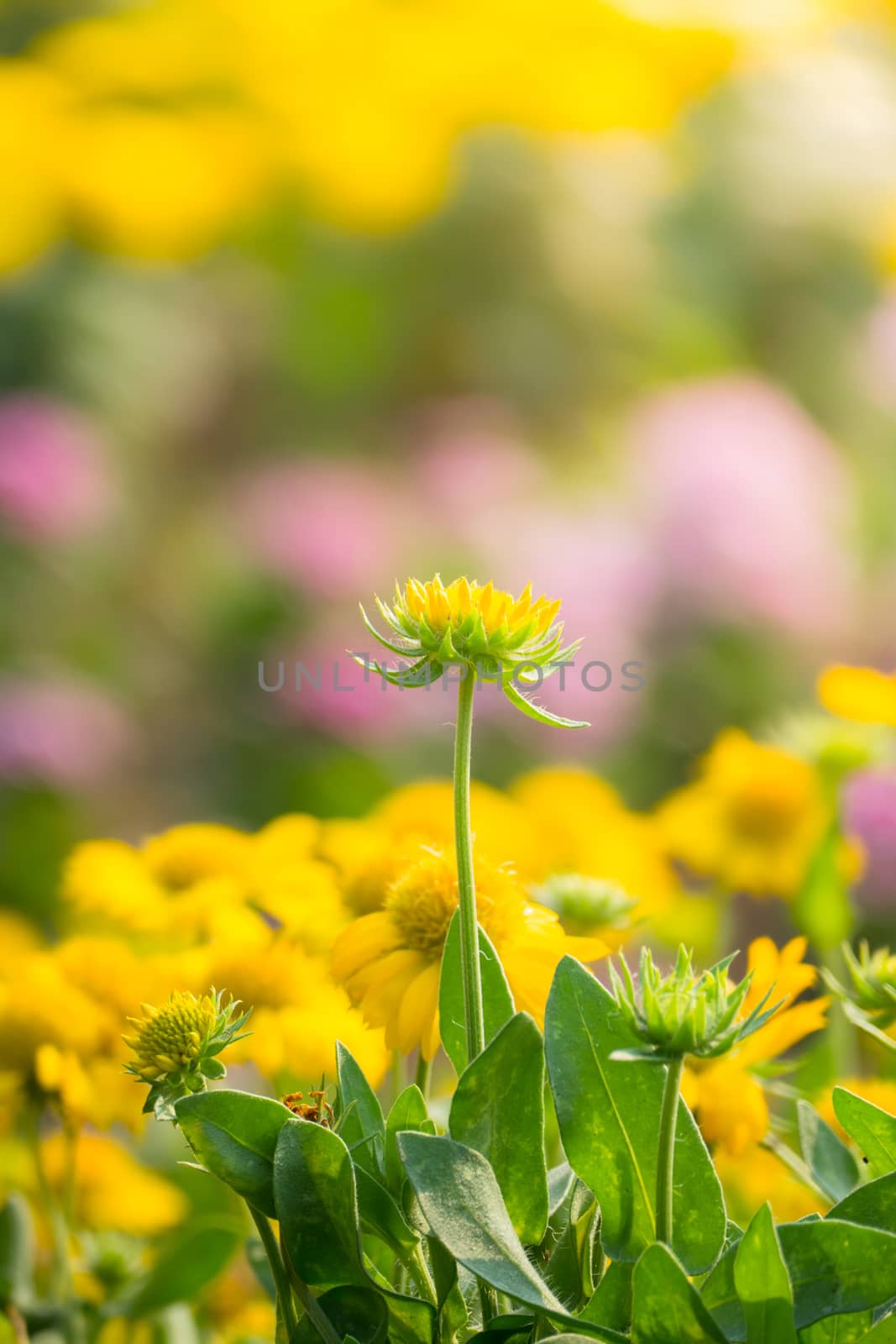 The background image of the colorful flowers by teerawit