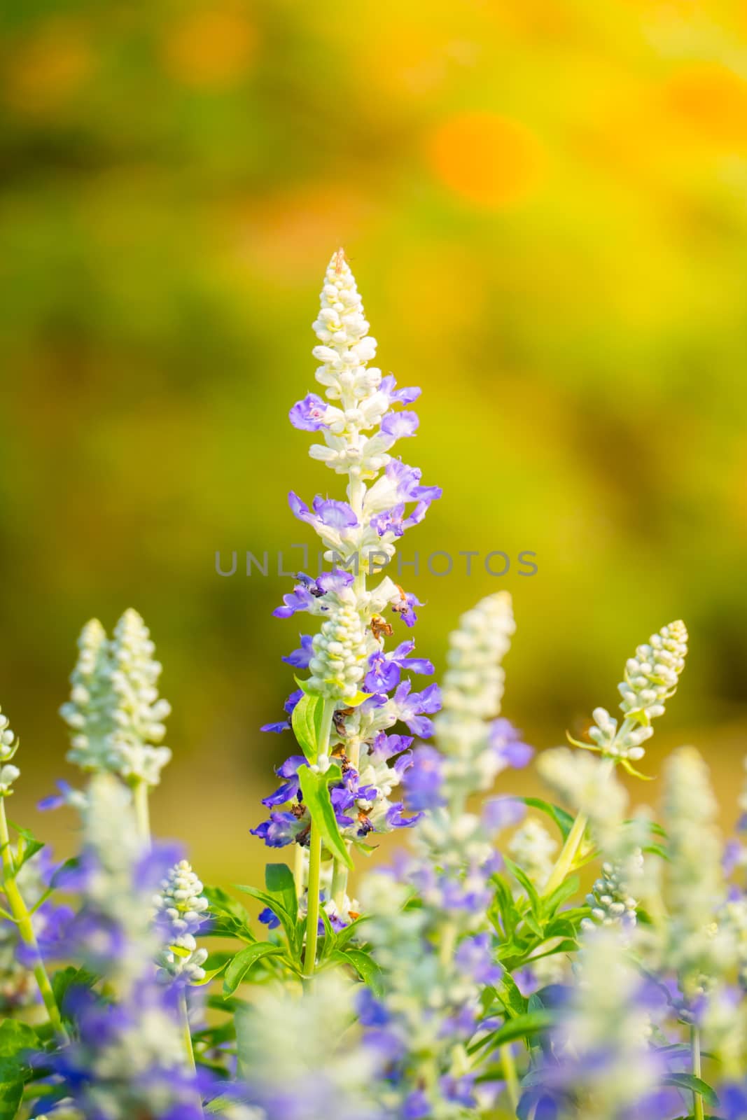 The background image of the colorful flowers, background nature