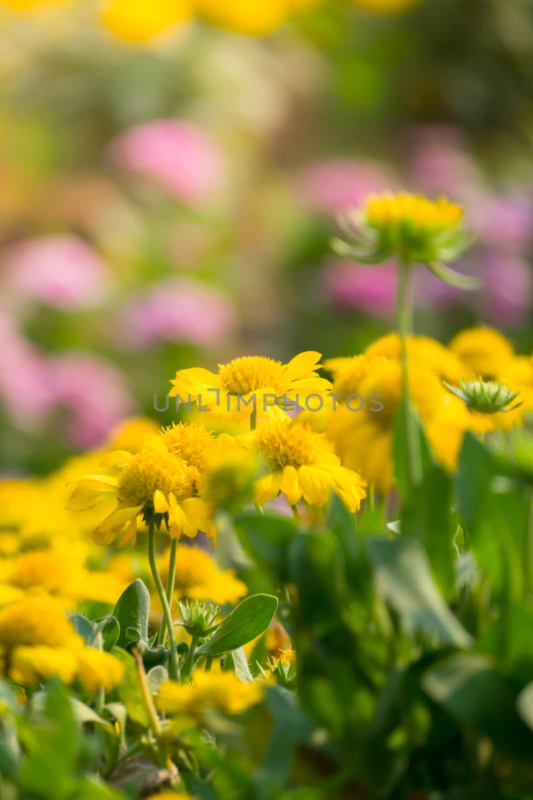 The background image of the colorful flowers by teerawit