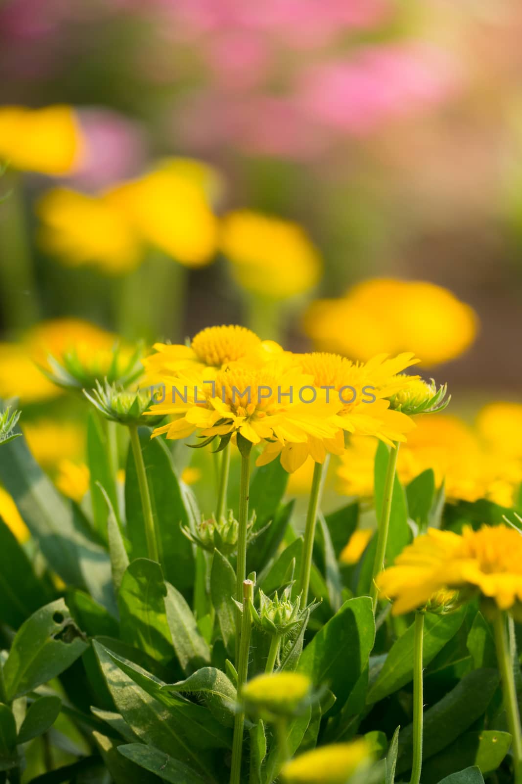 The background image of the colorful flowers, background nature