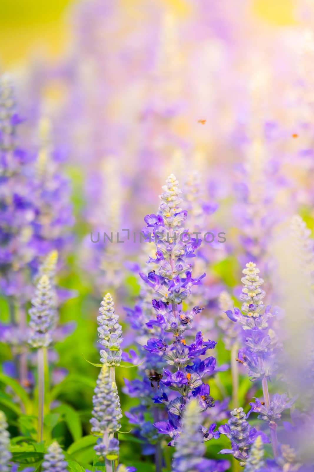 The background image of the colorful flowers by teerawit