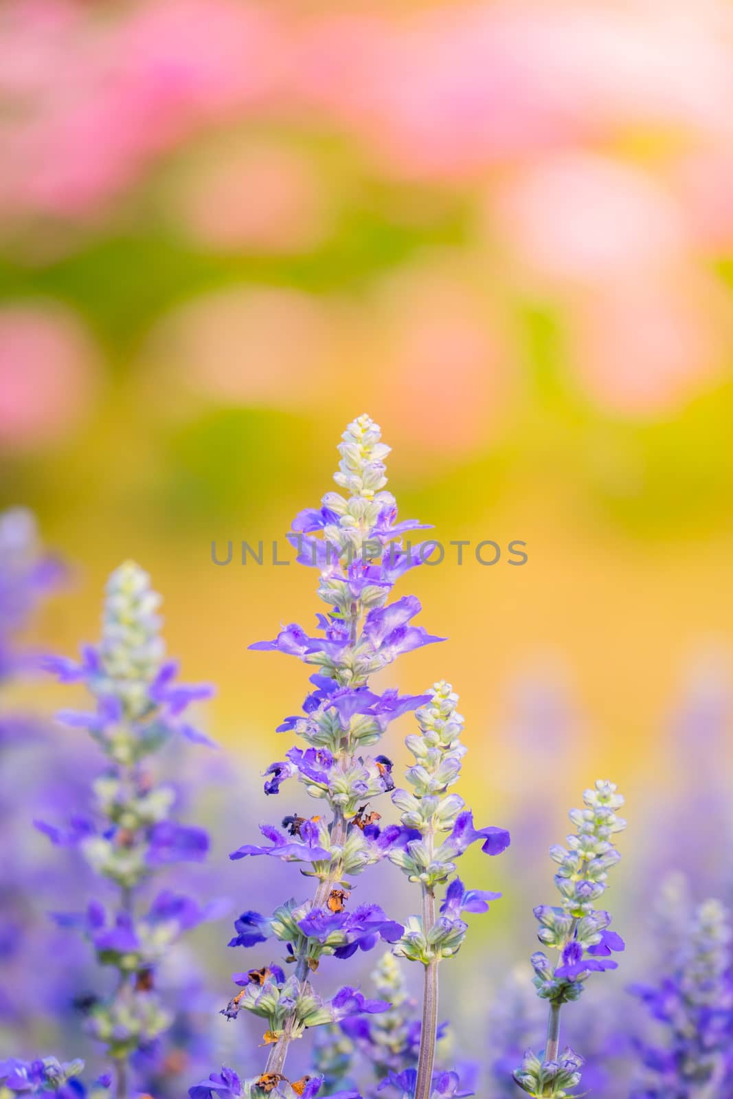 The background image of the colorful flowers by teerawit