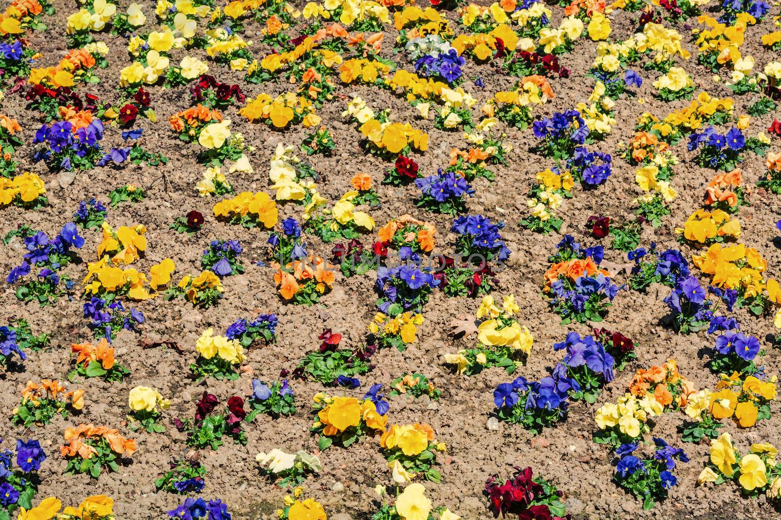 Colorful pansies in the flower bed by JFsPic