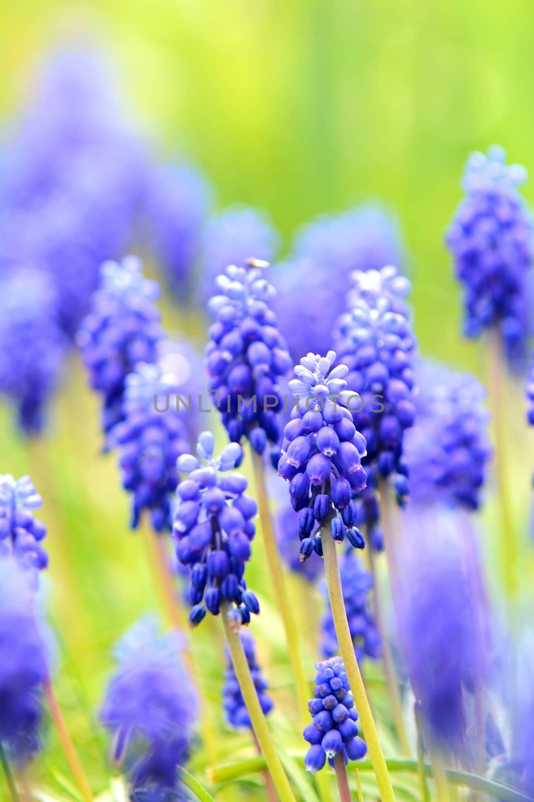 Muscary flowers close-up (Muscari armeniacum) in a garden.