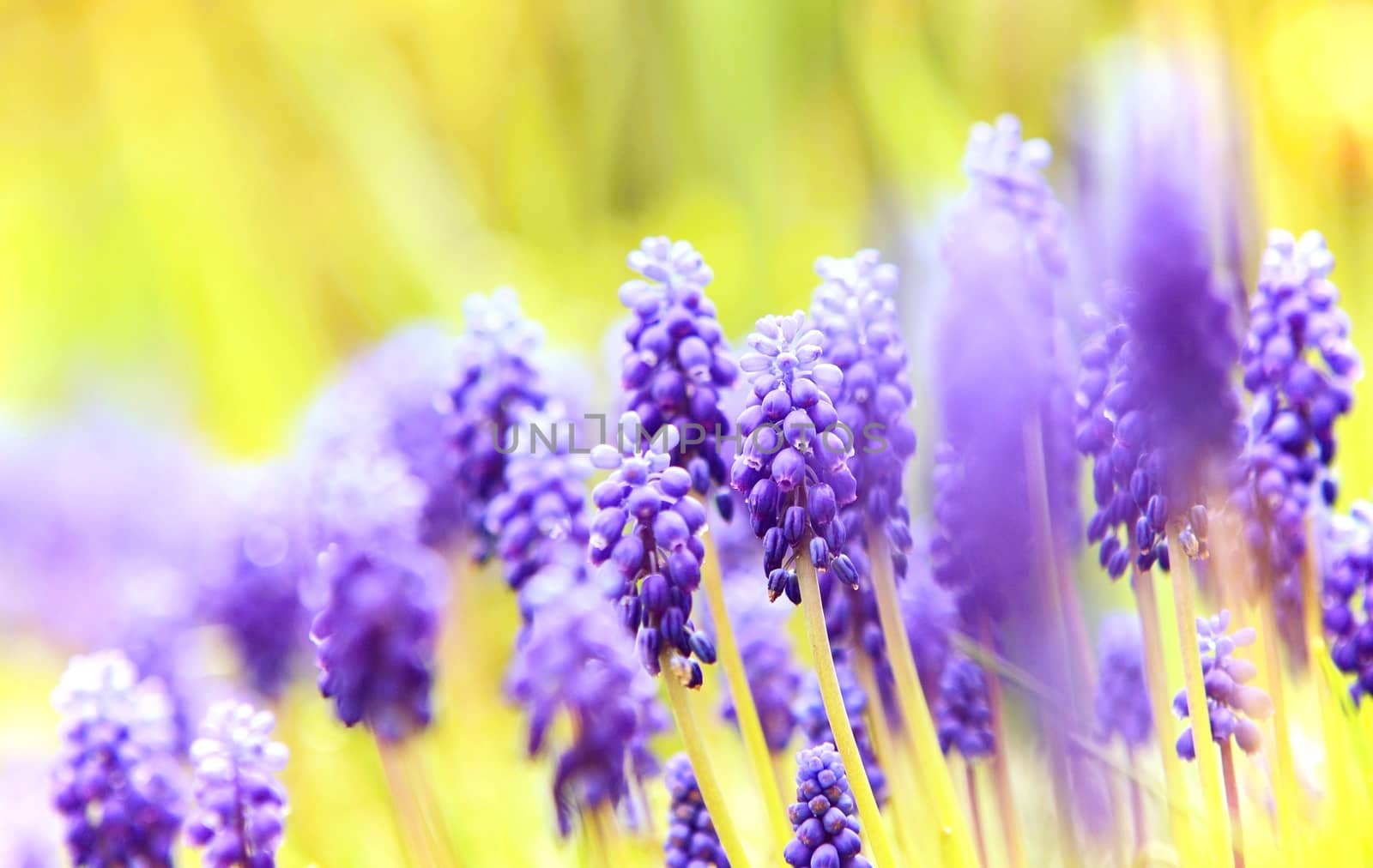 Muscary flowers close-up (Muscari armeniacum) in a garden.