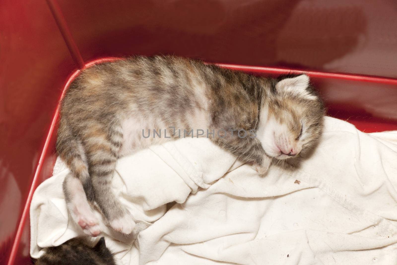 Newborn kitty sleeping happily on white cloth. Small gray striped kitten sleeping baby cat.
