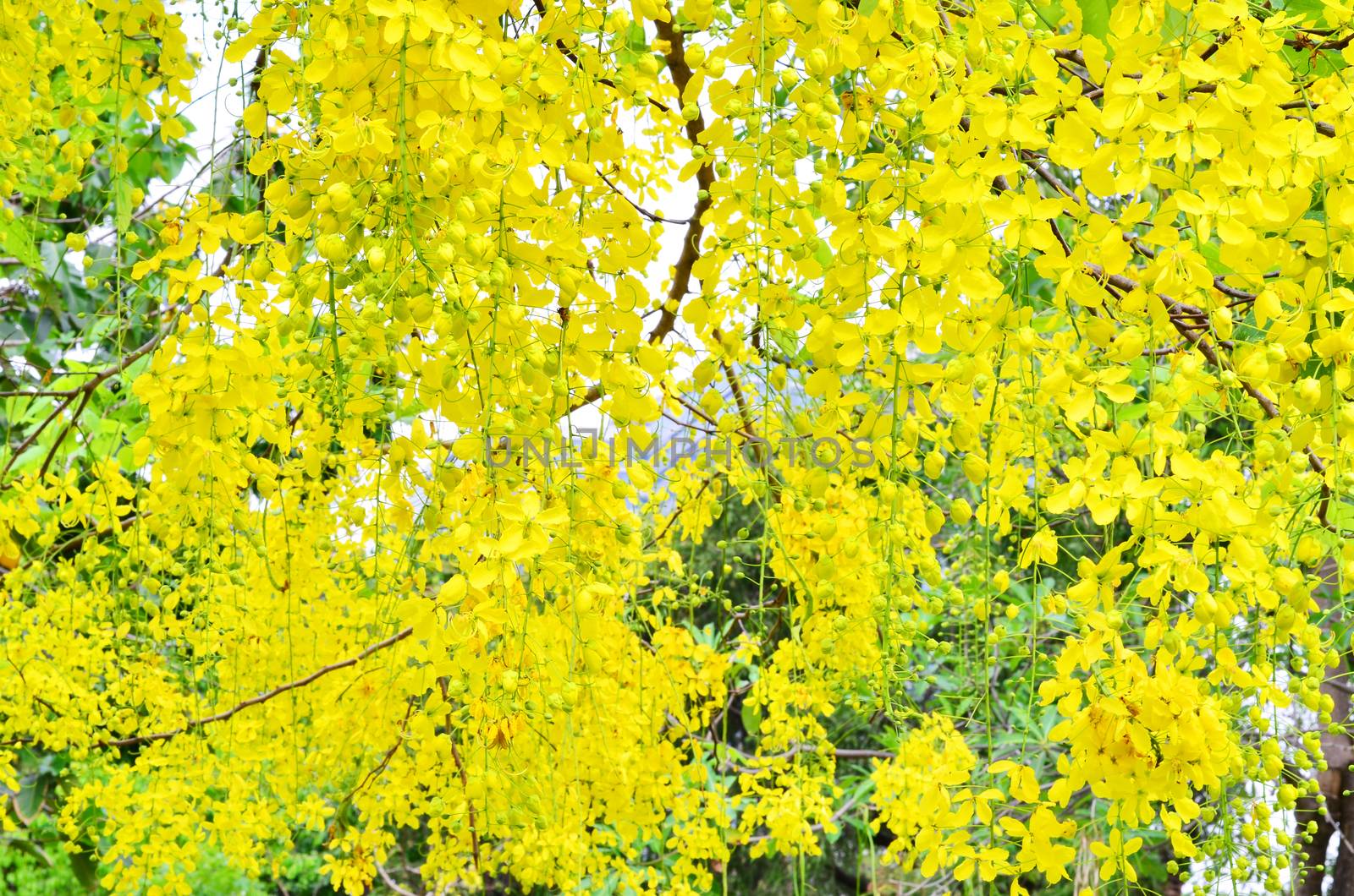 Yellow flowers hanging on a tree in the middle of nature