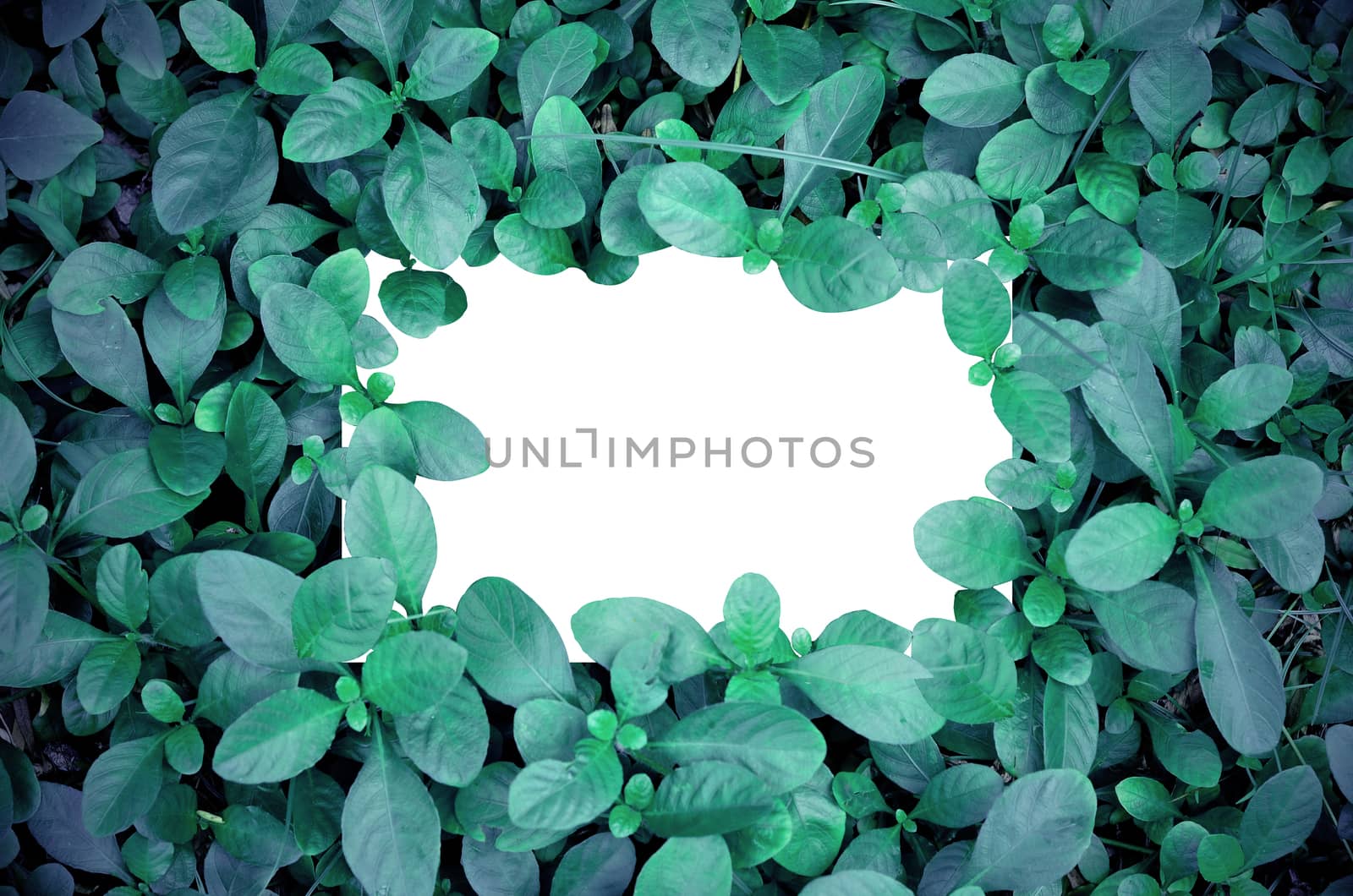 White paper green leaf background by phochi