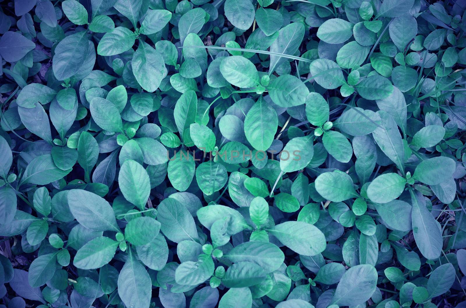 fantasy green plants and grass. on the ground outdoor background