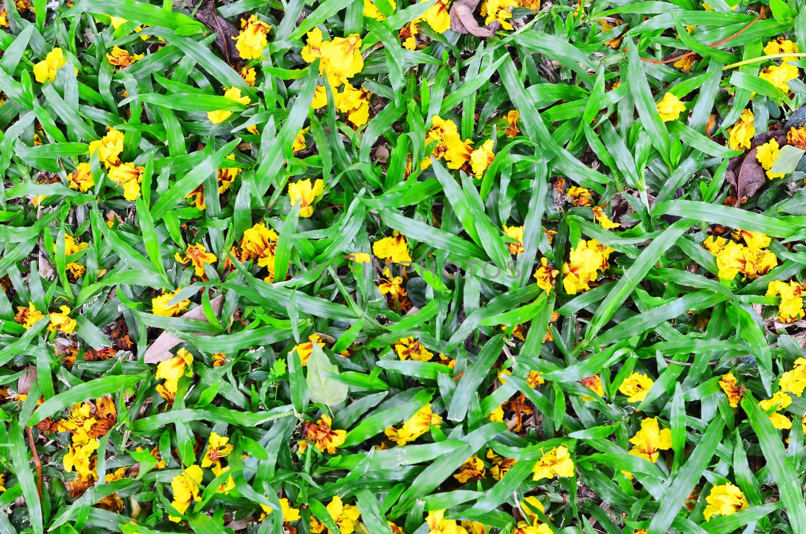 Yellow flowers background on the grass in the park