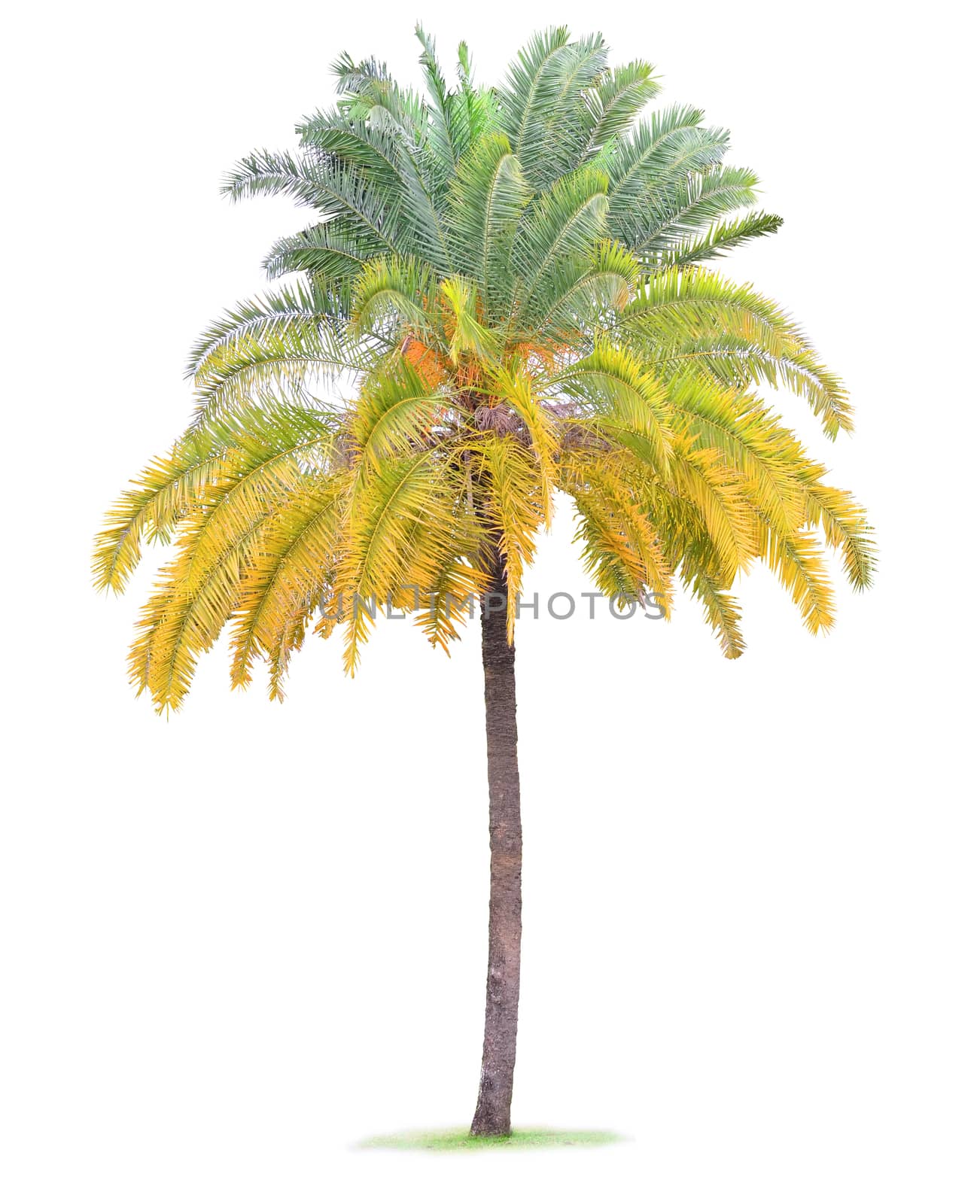 Coconut palm tree leaf on white background by phochi