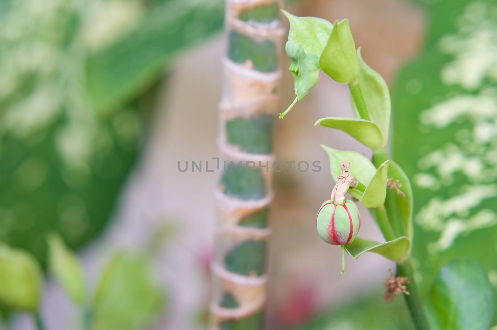 Seed of Pedilanthus bracteatus,Tall Slipper Plant or the lucky plant have blur leaves of Dieffenbachia as background.