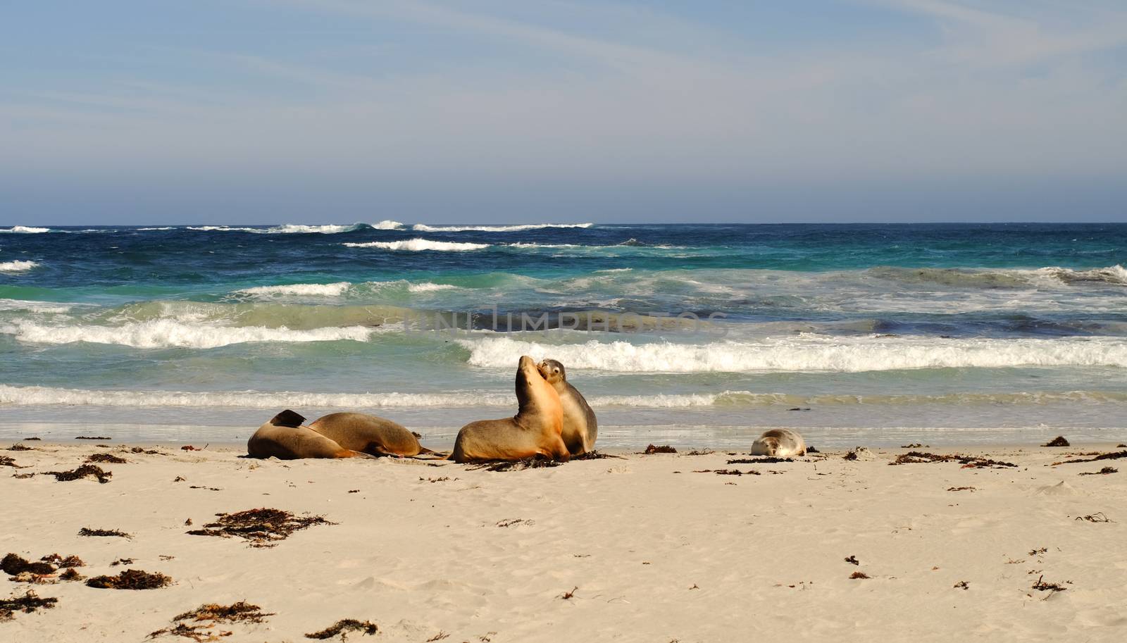 Seals at Seal Bay in Kangaroo Island by travellens