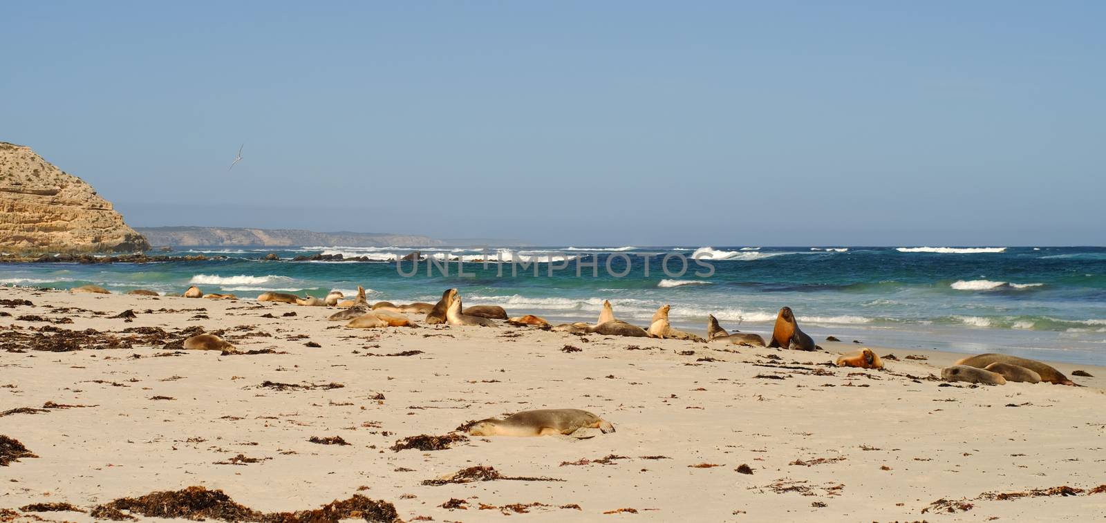 Seals at Seal Bay in Kangaroo Island by travellens