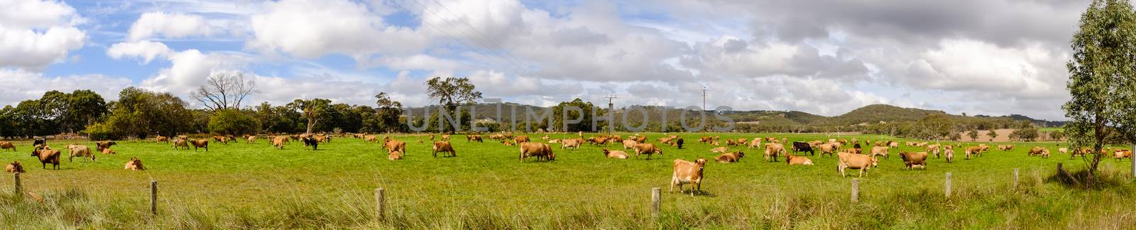 Panorama view of the beautiful green meadow with cows in Southern Australia.