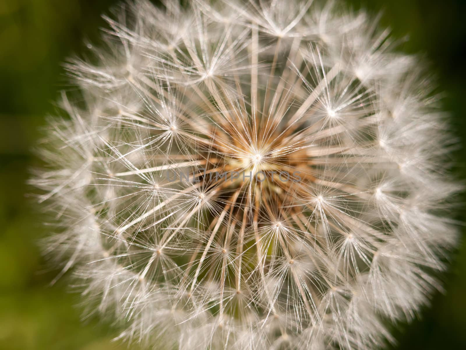 A close up white dandelion. Taraxacum. Asteraceae. Detail.