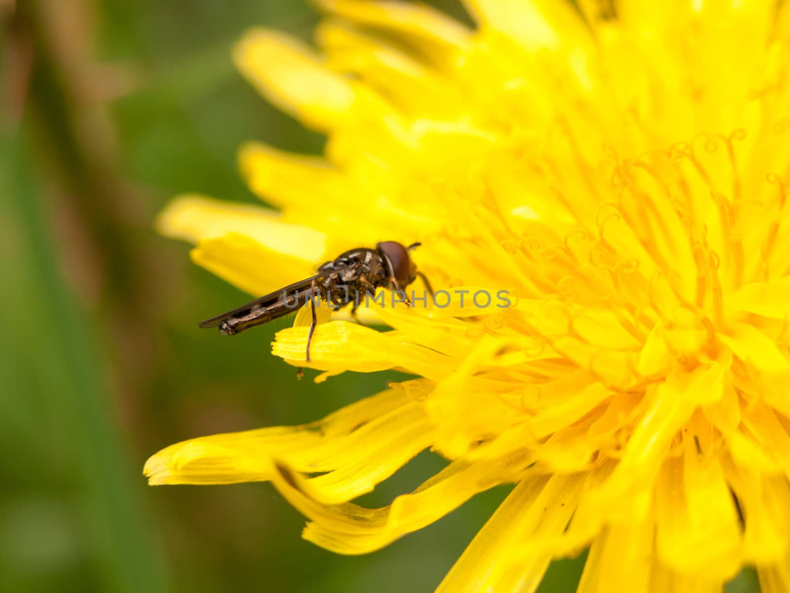 a yellow dandelion flower head in spring from the side with a fl by callumrc