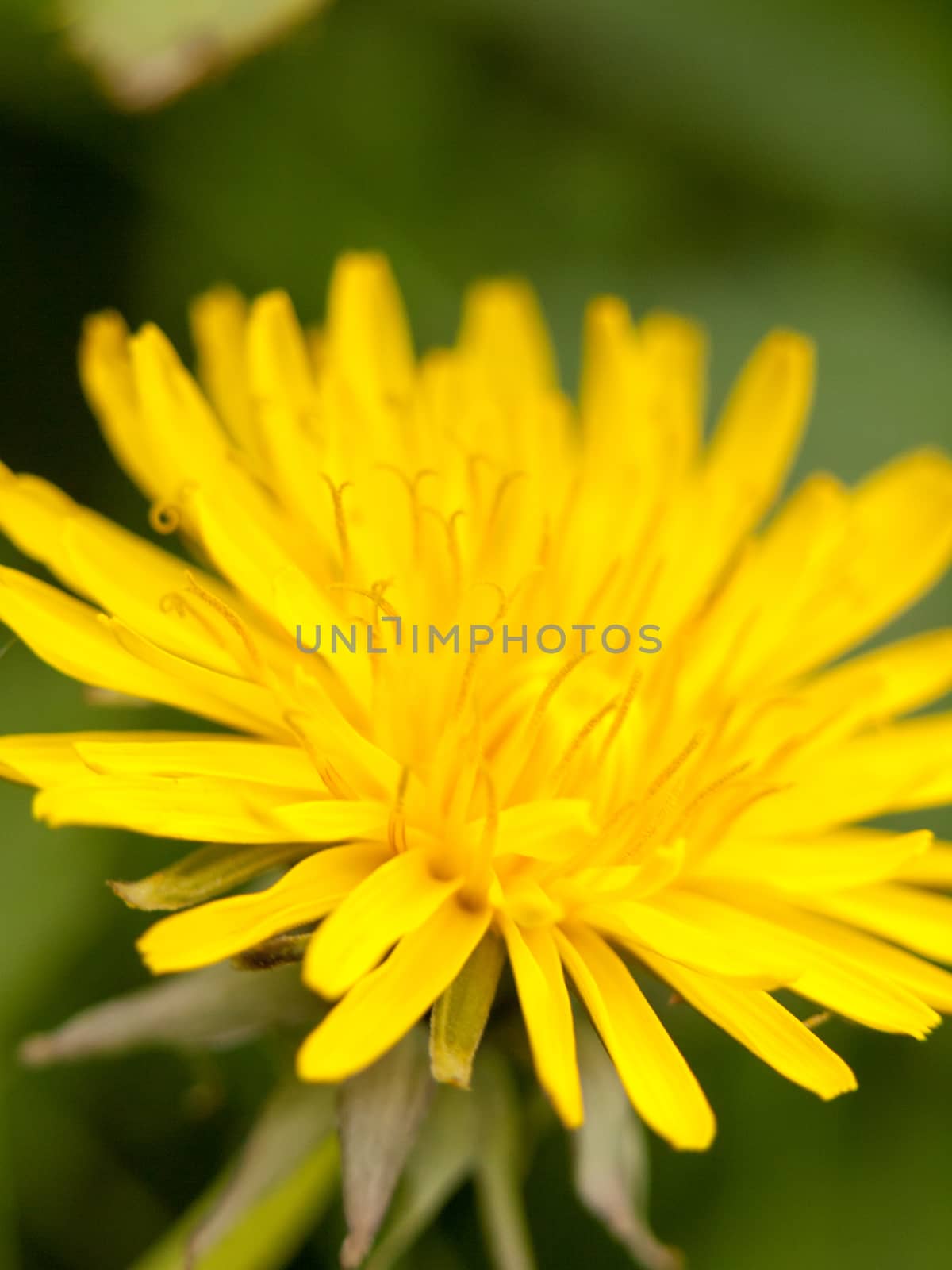 a yellow dandelion flower head in spring from the side in spring