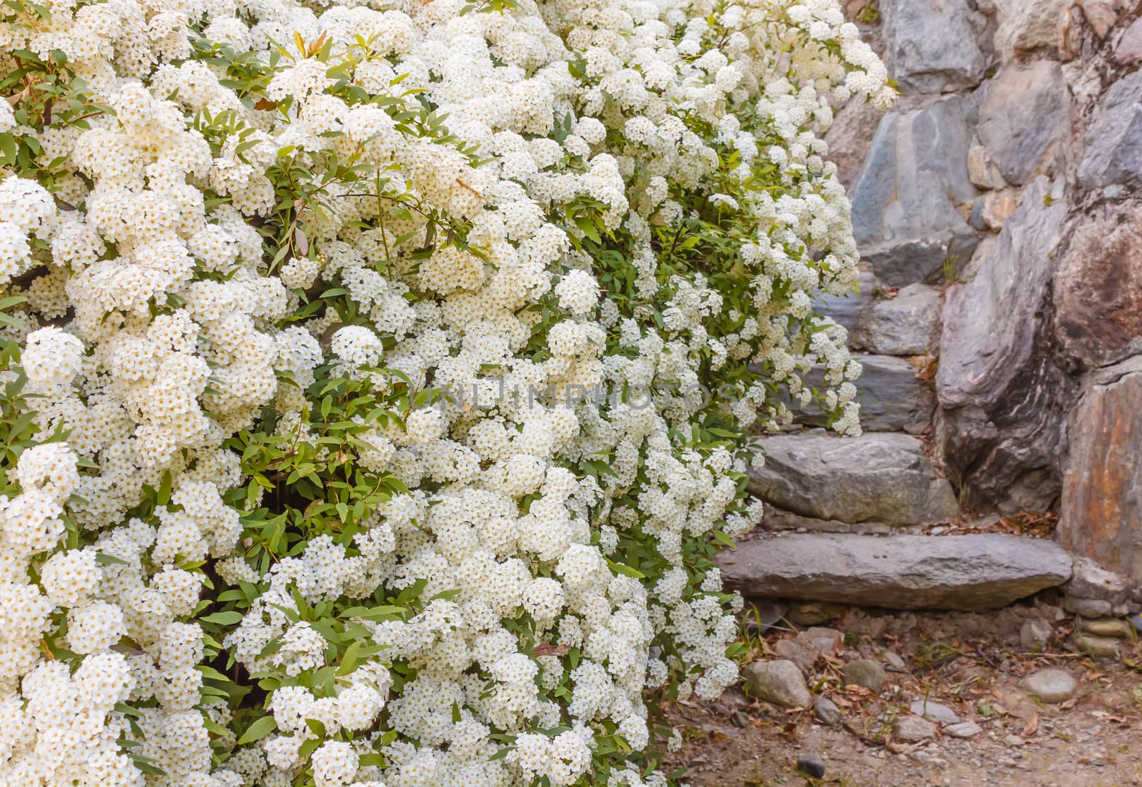 a bush of white  spirea flowers by moorea