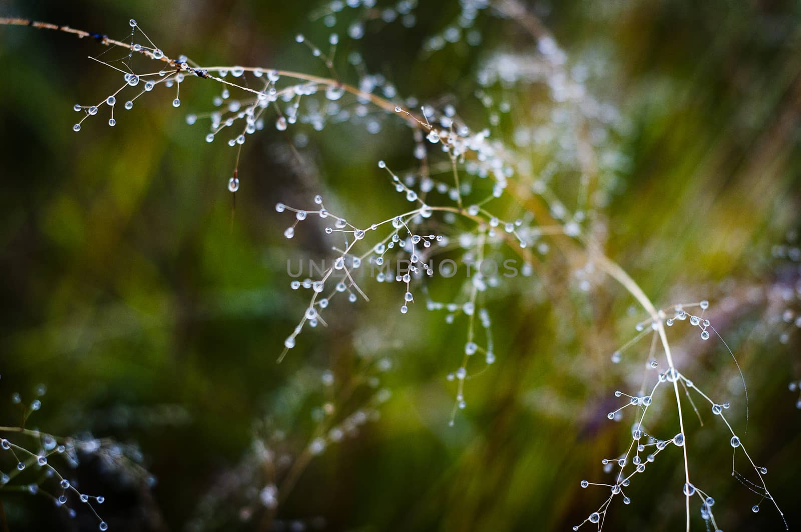 Dew drops on a grass plant on an early winter morning