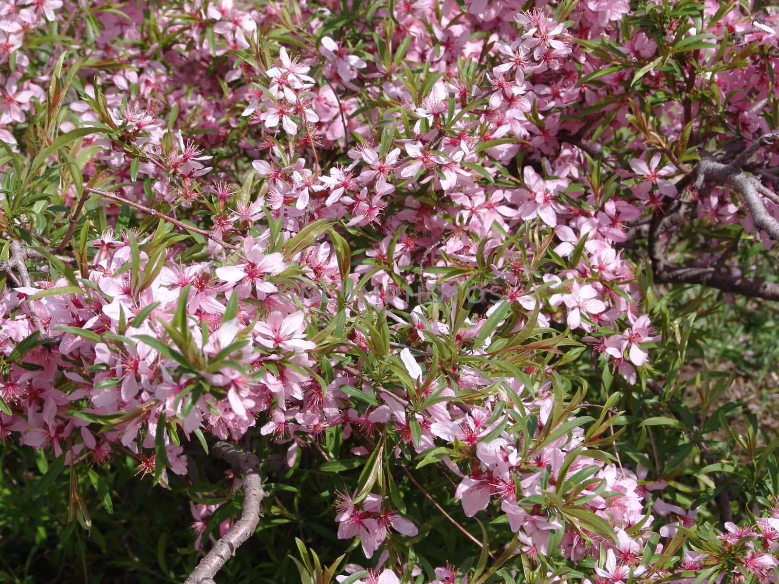 Background of beautiful pink  flowers by elena_vz