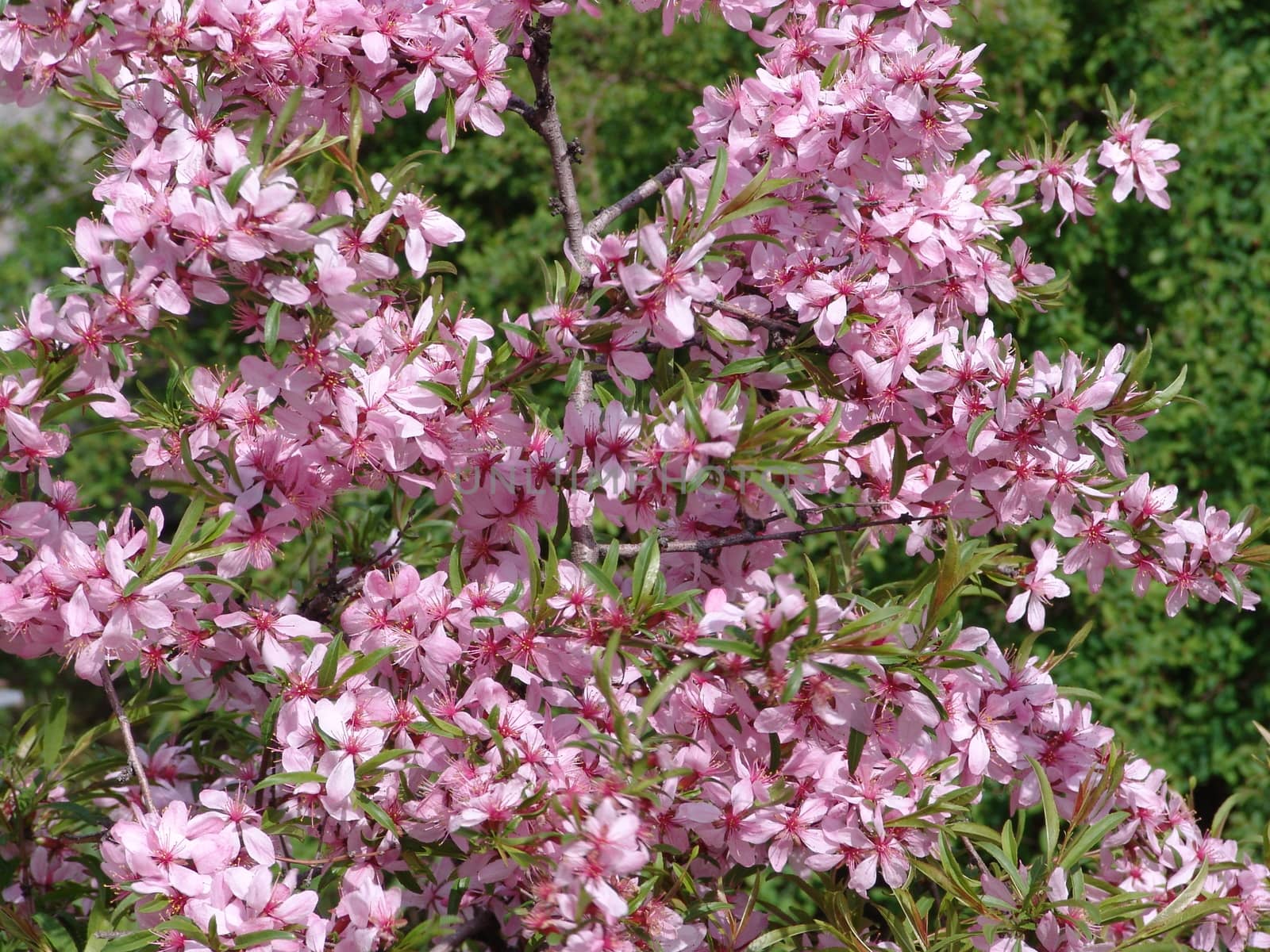 Background of beautiful pink  flowers by elena_vz