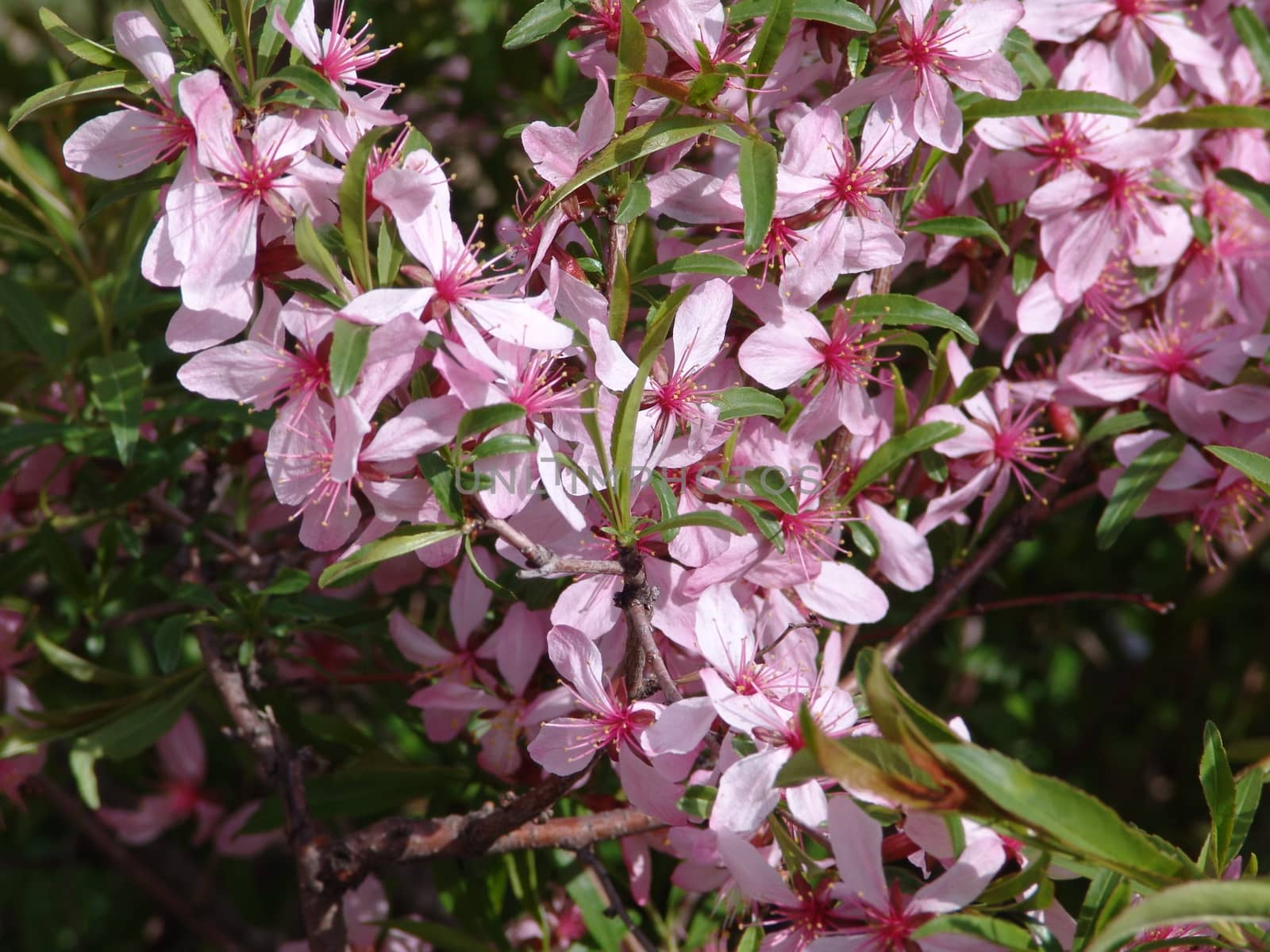 Background of beautiful pink  flowers by elena_vz